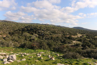 Flock of sheep grazing on field against sky
