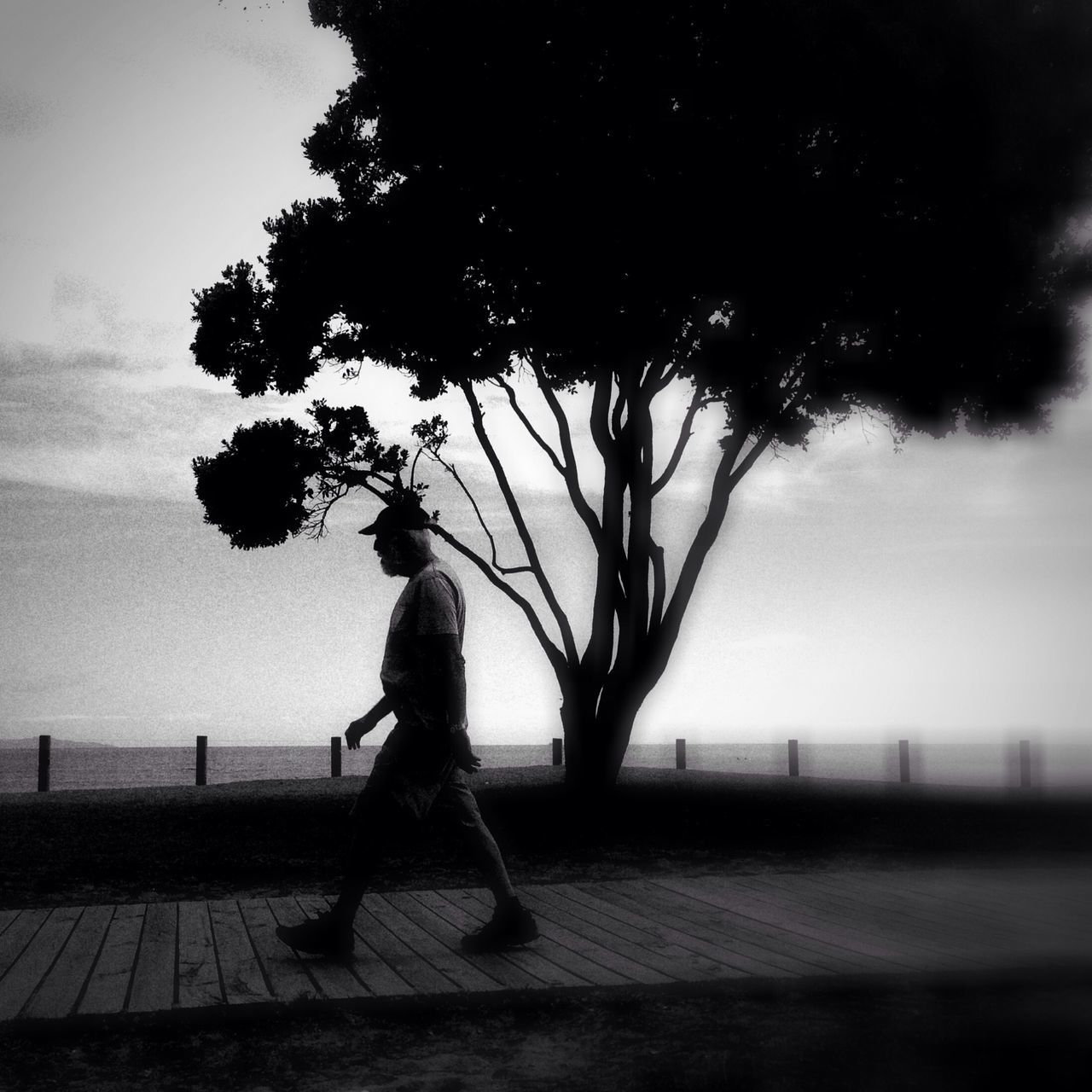 tree, full length, silhouette, lifestyles, leisure activity, bicycle, sky, street, shadow, road, men, nature, outdoors, day, side view, walking, transportation, cycling