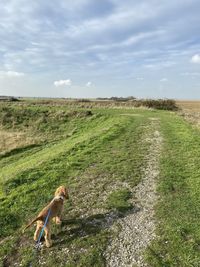 Cocker spaniel puppy over looking field