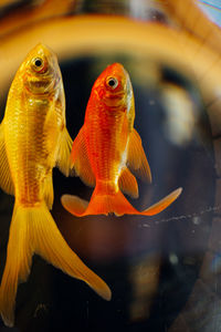 View of fish swimming in sea