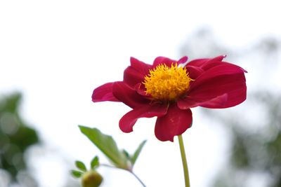 Close-up of red flower