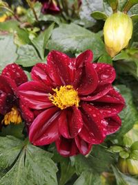 Close-up of wet red flower