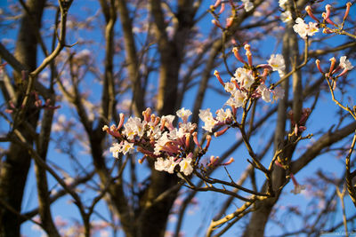 Low angle view of white flowers blooming on branch