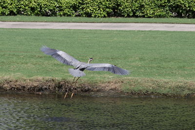 View of bird flying over water