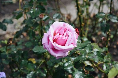 Close-up of pink rose