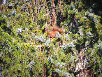 High angle view of cat amidst trees in forest