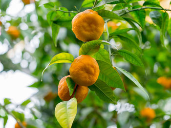 Close-up of fruits on tree