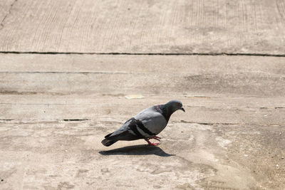 High angle view of pigeon perching