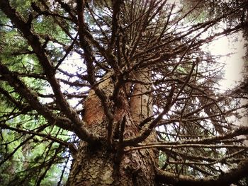 Low angle view of trees