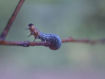 Close-up of lizard on branch