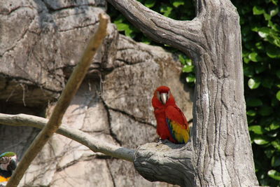 Parrot perching on tree