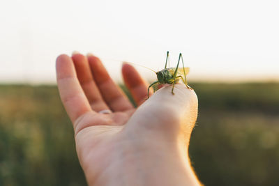 Close-up of hand holding plant