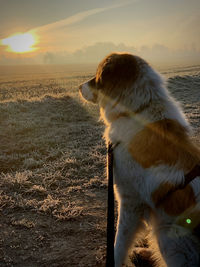 Dog looking away while sitting on land