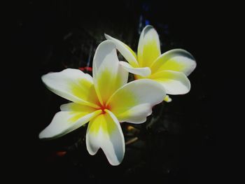 Close-up of frangipani blooming against black background