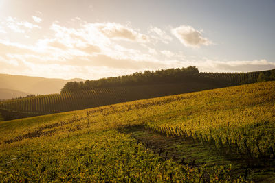 Scenic view of field against sky during sunset