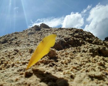 Low angle view of yellow leaf on beach against sky