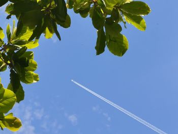 Low angle view of tree against blue sky