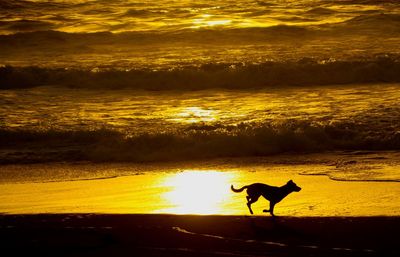 Silhouette horse on beach against sky during sunset