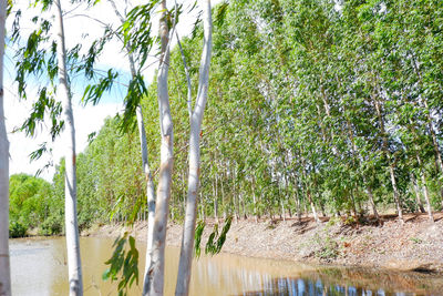 Scenic view of lake by trees