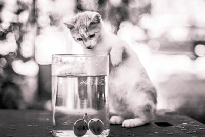 Close-up of kitten in a water