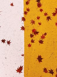 High angle view of maple leaves during autumn