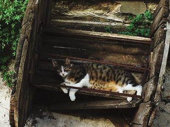 Cat in container