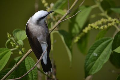 Close-up of bird perching on branch