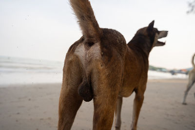 The back of the dog stood on the beach.