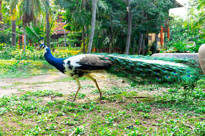 Side view of a bird on land