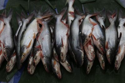 High angle view of fish for sale in market