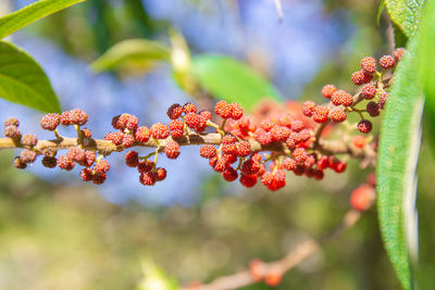 Close-up of fruits on tree