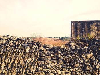 Plants in front of built structure