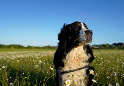 Serious bernese mountain dog sitting in the field of daisies