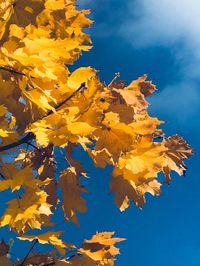 Low angle view of maple leaves against blue sky