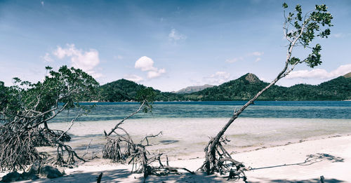 Trees on beach against sky