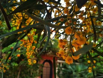 Low angle view of orange tree