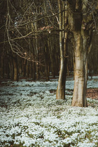 Trees on snow covered field