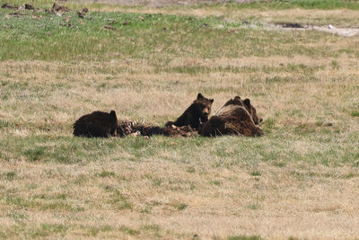 Mother grizzly bear and two cubs eating together in a field