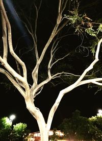 Tree against sky at night