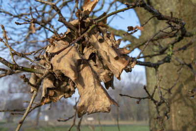 Close-up of dry leaves on branch