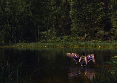 Horses sitting by lake in forest