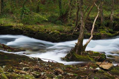 Scenic view of stream flowing in forest