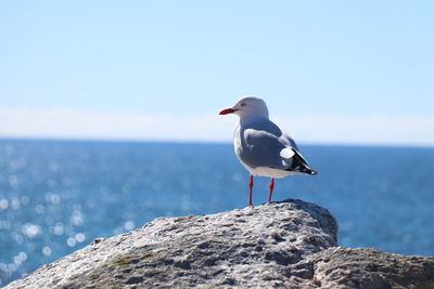 Seagull perching on retaining wall by sea against sky