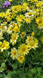 Close-up of yellow flowers blooming outdoors