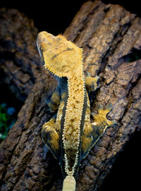 Close-up of lizard on tree trunk