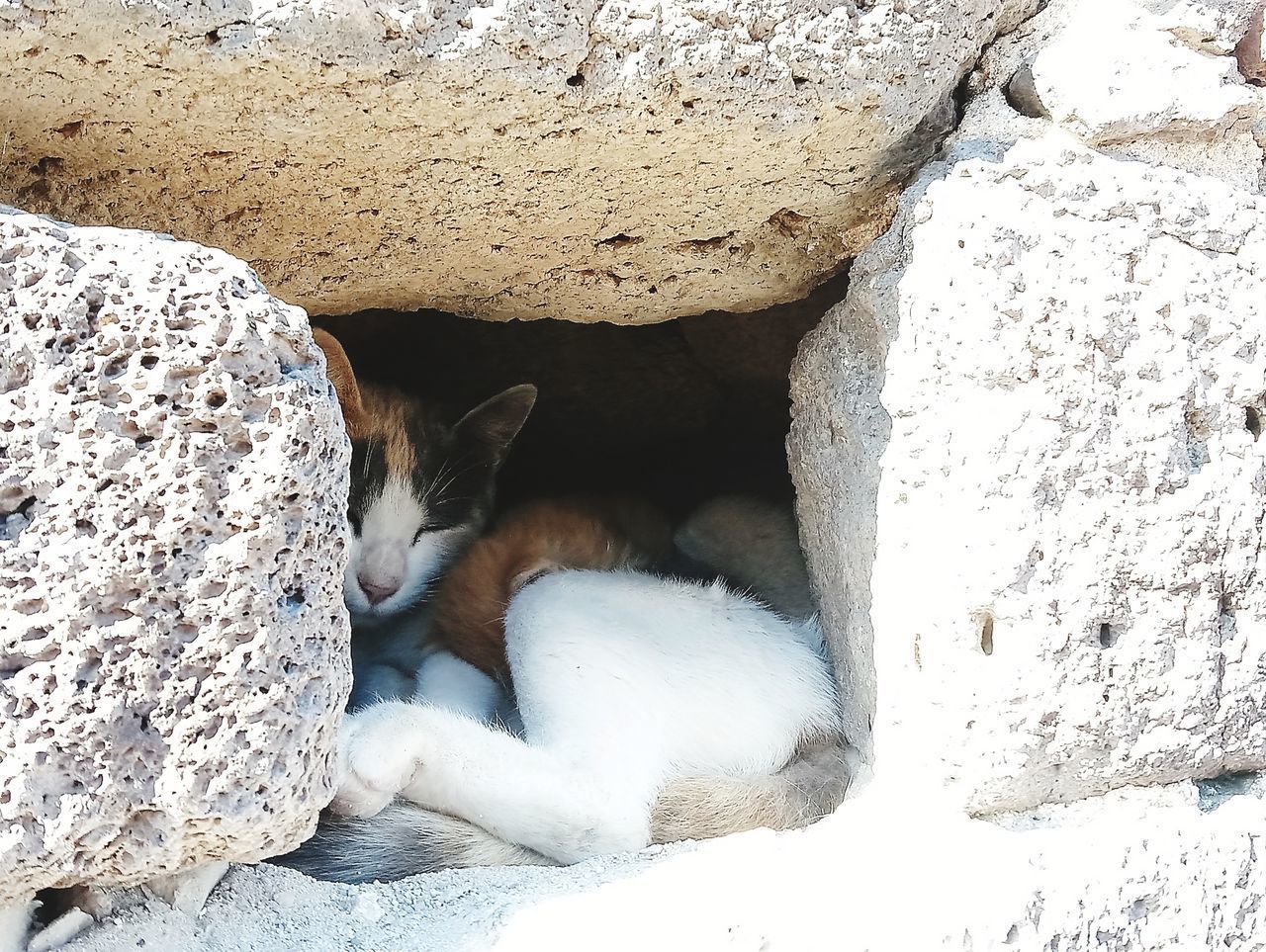 CAT SLEEPING IN ROCK