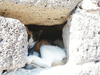 Cat sleeping on rock