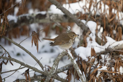 Bird perching on branch in winter