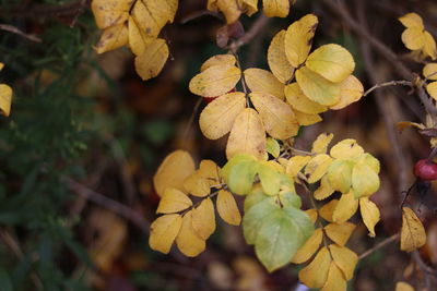 Close-up of yellow leaves on tree