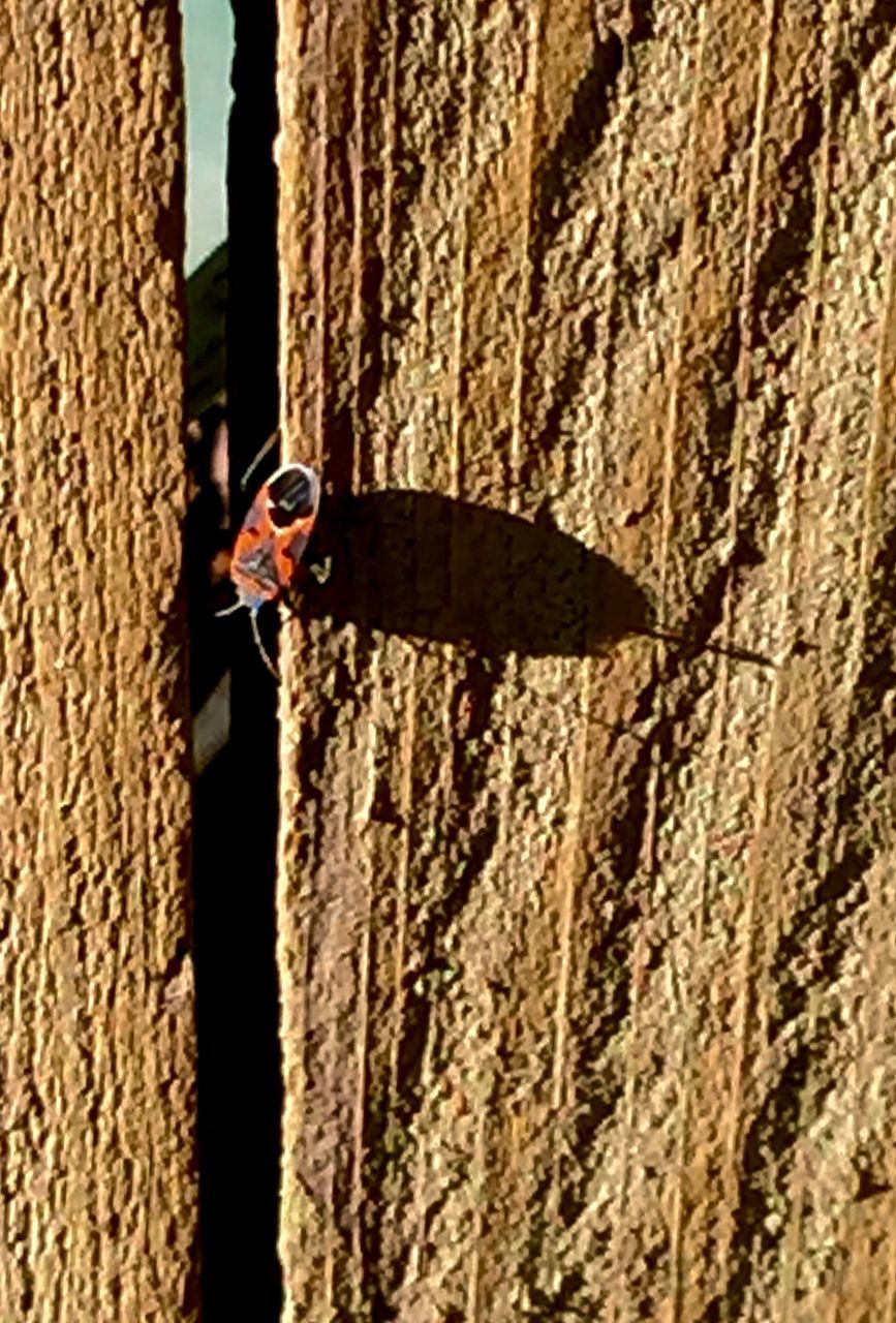 textured, close-up, focus on foreground, outdoors, selective focus, day, part of, shadow, tree trunk, one person, wood - material, wall - building feature, sunlight, weathered, insect, old, protection, full frame, pattern, one animal